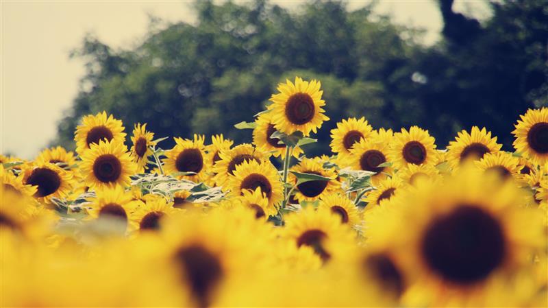 6 curiozitati fascinante despre Floarea Soarelui